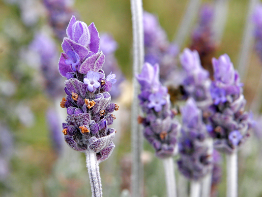 The Incredible Qualities of Lavender: Nature’s Relaxant